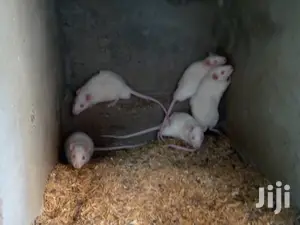 Rats Available