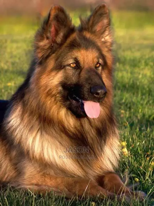 German Sherperd Pure Breed Puppies