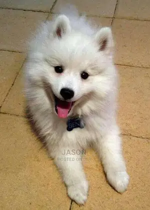 Baby Female Purebred Japanese Spitz