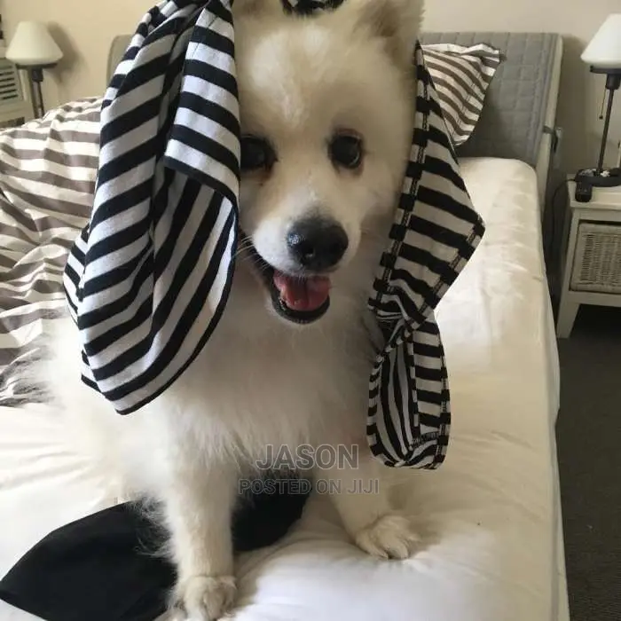 Baby Female Purebred Japanese Spitz