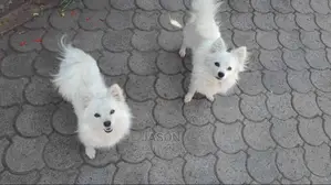Baby Female Purebred Japanese Spitz
