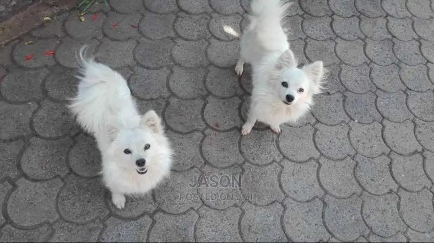 Baby Female Purebred Japanese Spitz