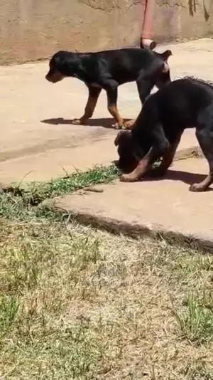 Six Months Old Rottweiler Puppies
