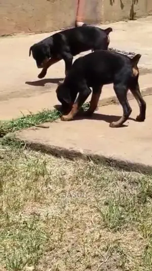 Six Months Old Rottweiler Puppies