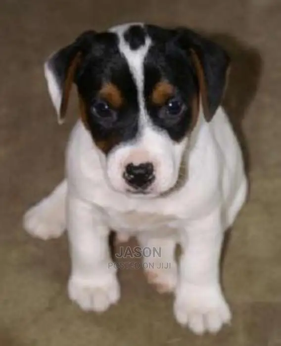 Jack Russle Terrier Puppies
