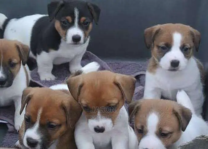 Jack Russle Terrier Puppies