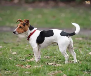 Jack Russle Terrier Puppies