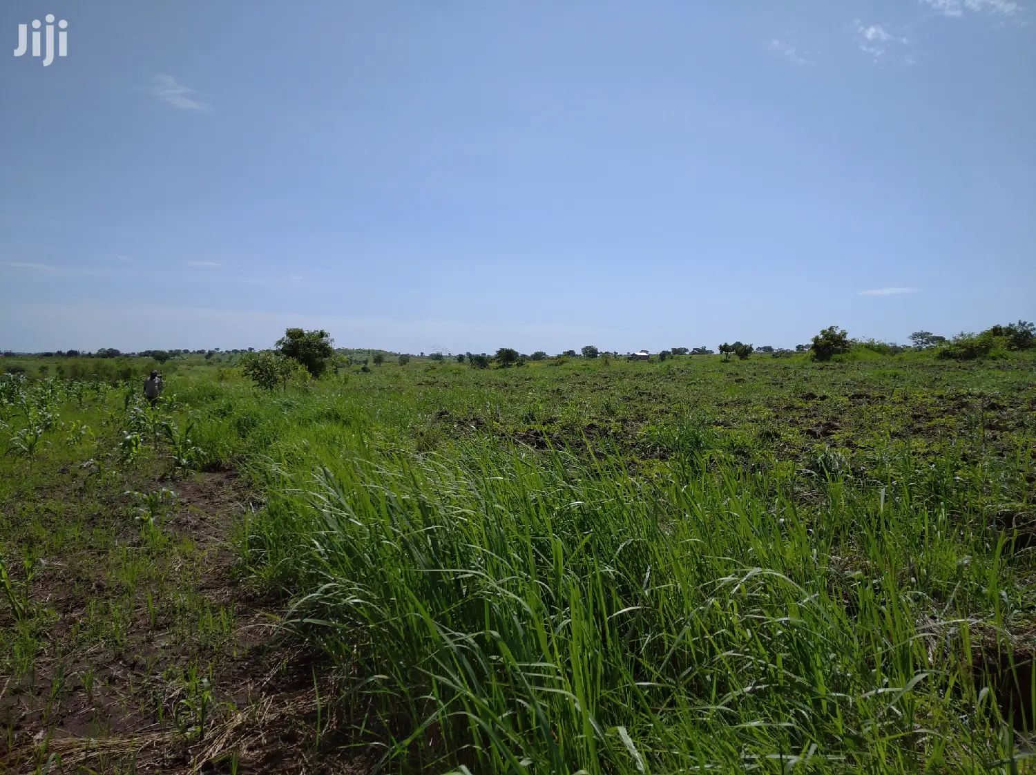 A Fertile Virgin Farmland for Sale in Nwoya District