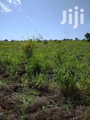 A Fertile Virgin Farmland for Sale in Nwoya District