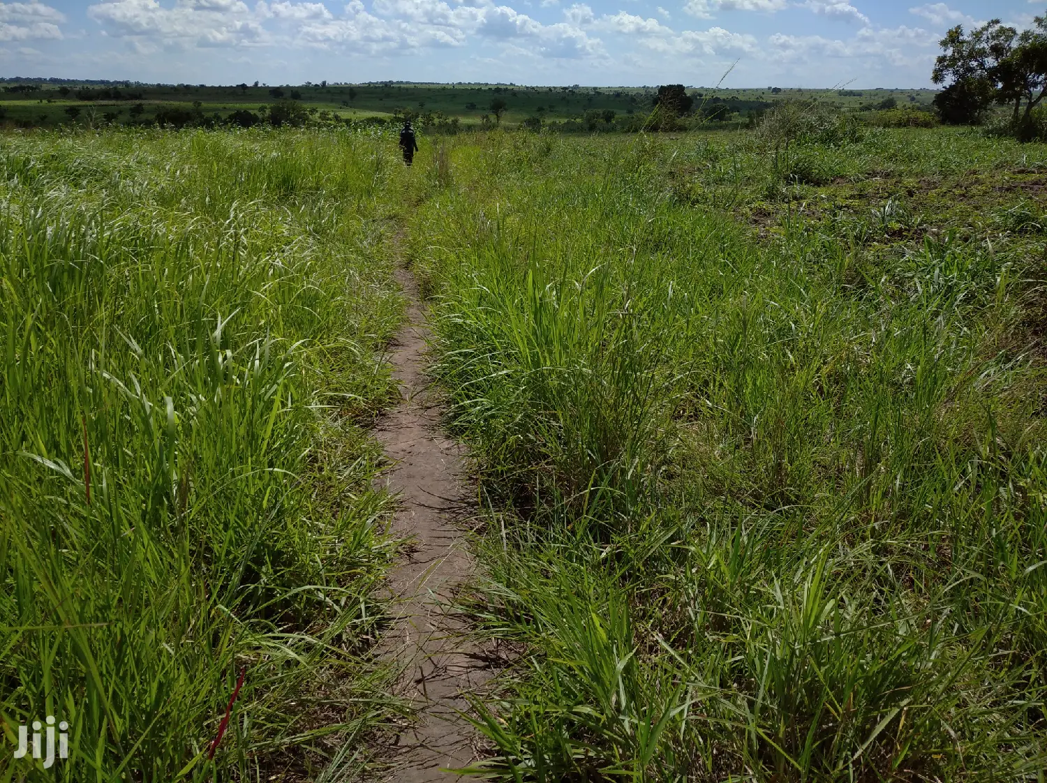 A Fertile Virgin Farmland For Sale In Nwoya District in Gulu Land