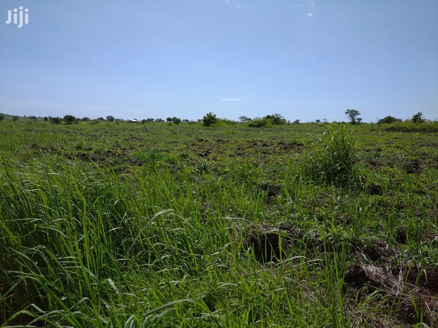 A Fertile Virgin Farmland for Sale in Nwoya District