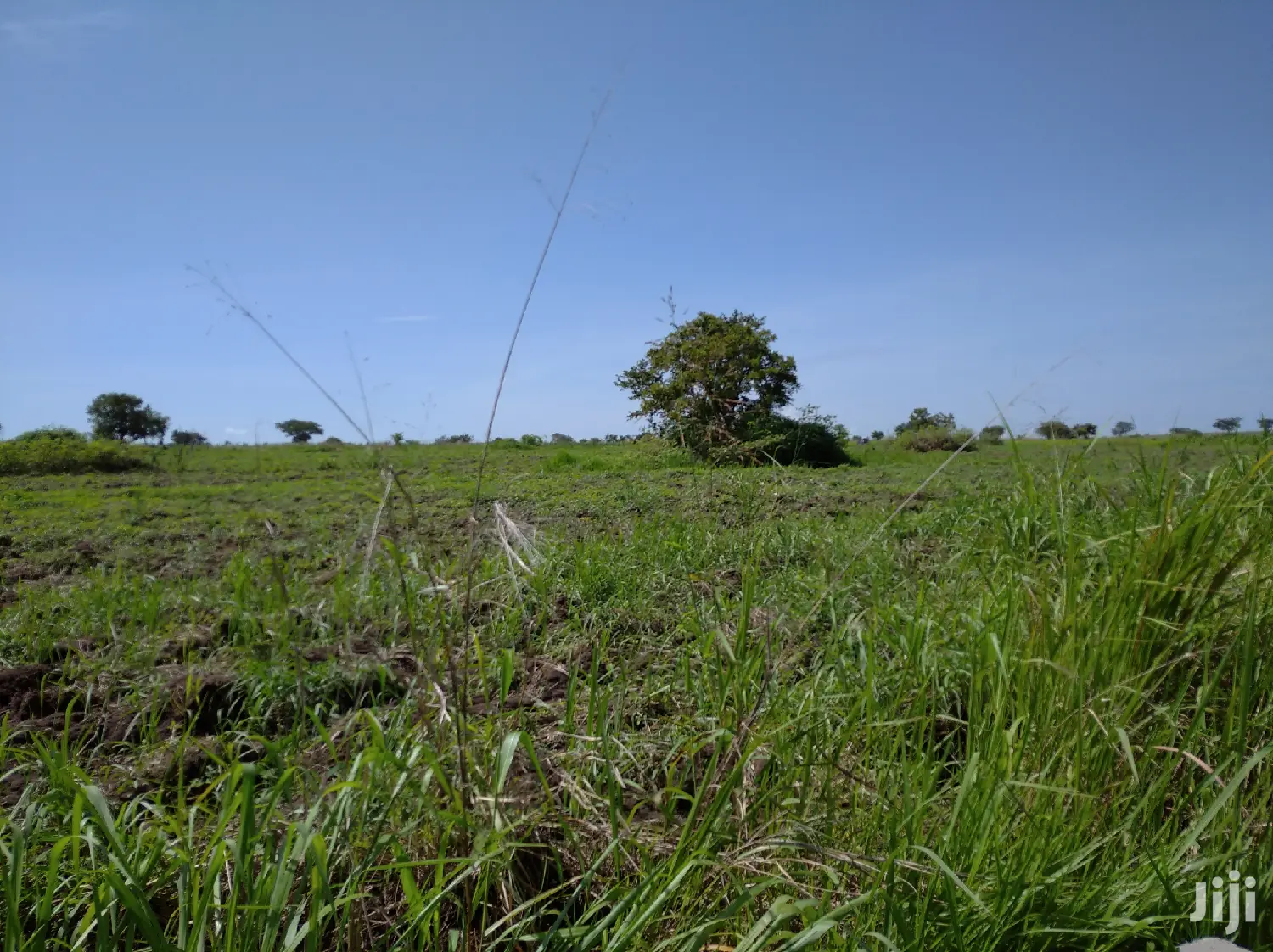 A Fertile Virgin Farmland For Sale In Nwoya District in Gulu Land