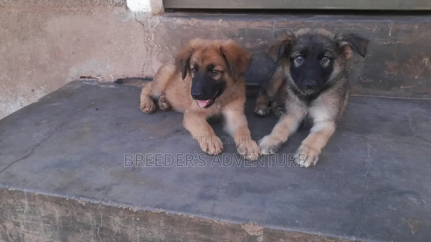 Young Male Purebred German Shepherd