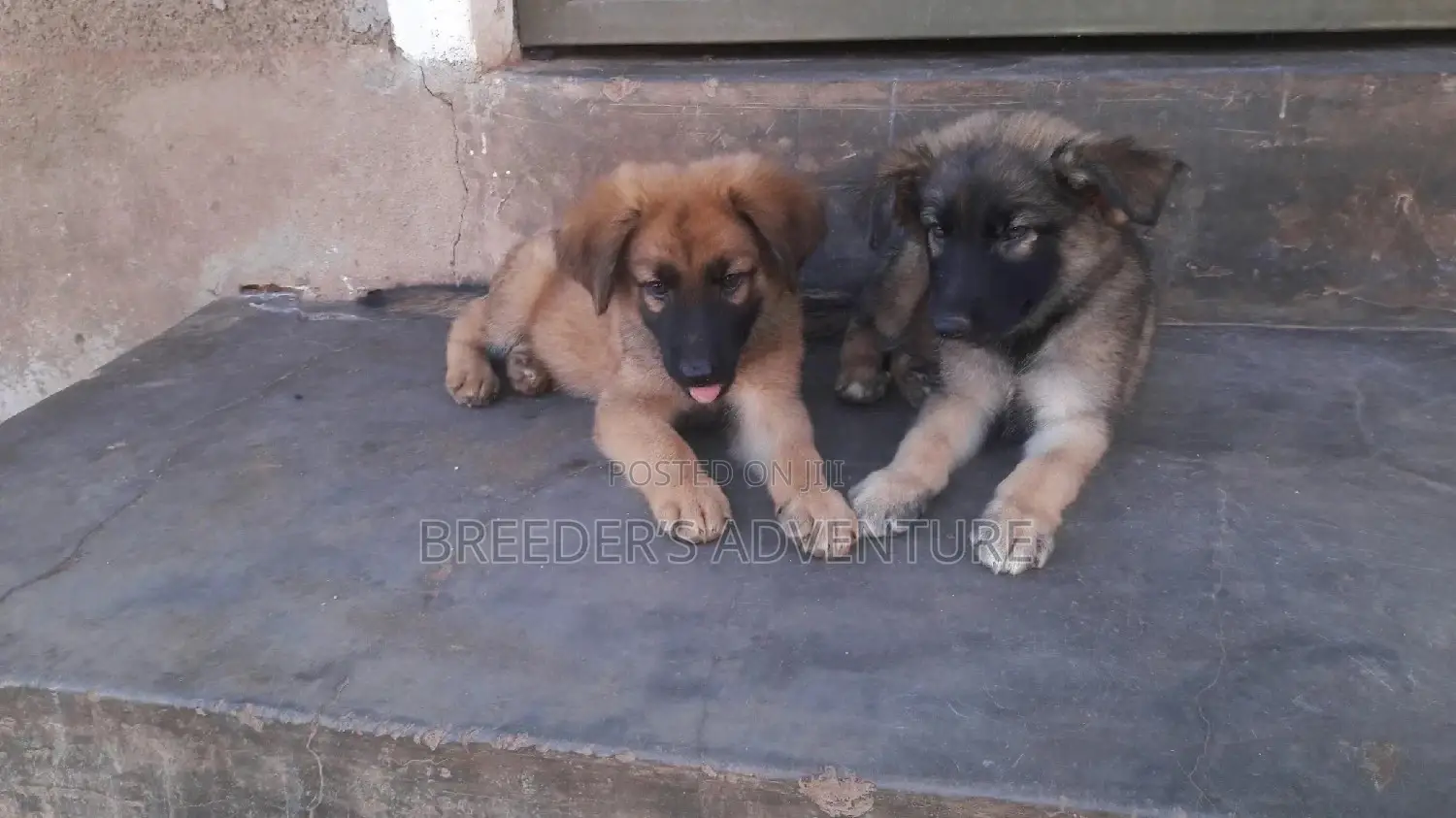 Young Male Purebred German Shepherd