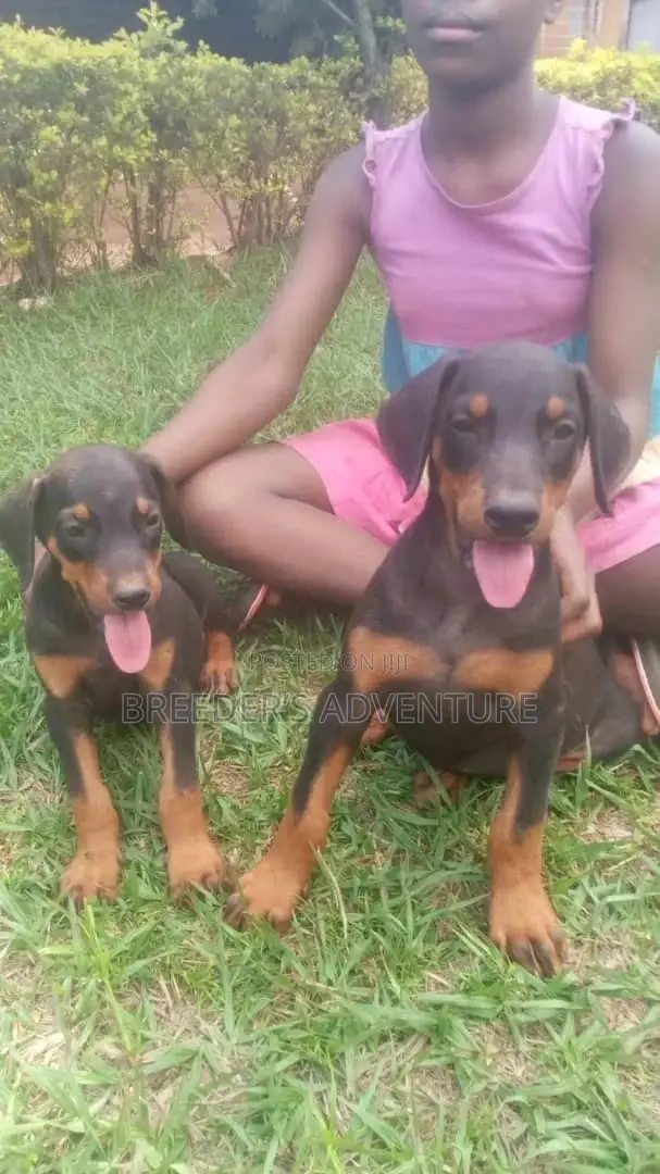 1-3 Month Male Purebred Doberman Pinscher
