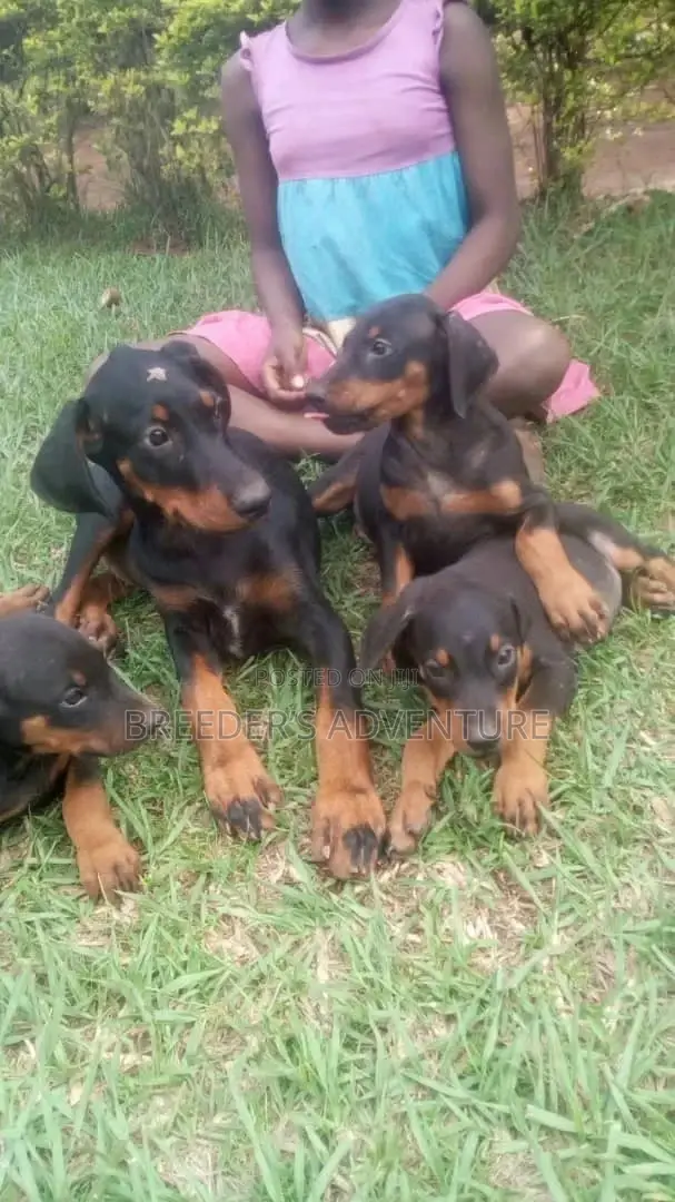 1-3 Month Male Purebred Doberman Pinscher