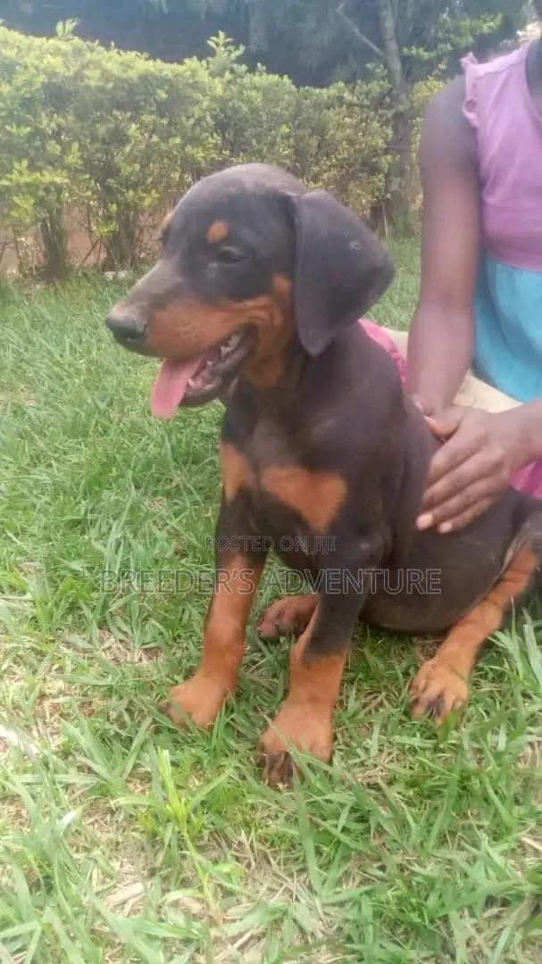 1-3 Month Male Purebred Doberman Pinscher