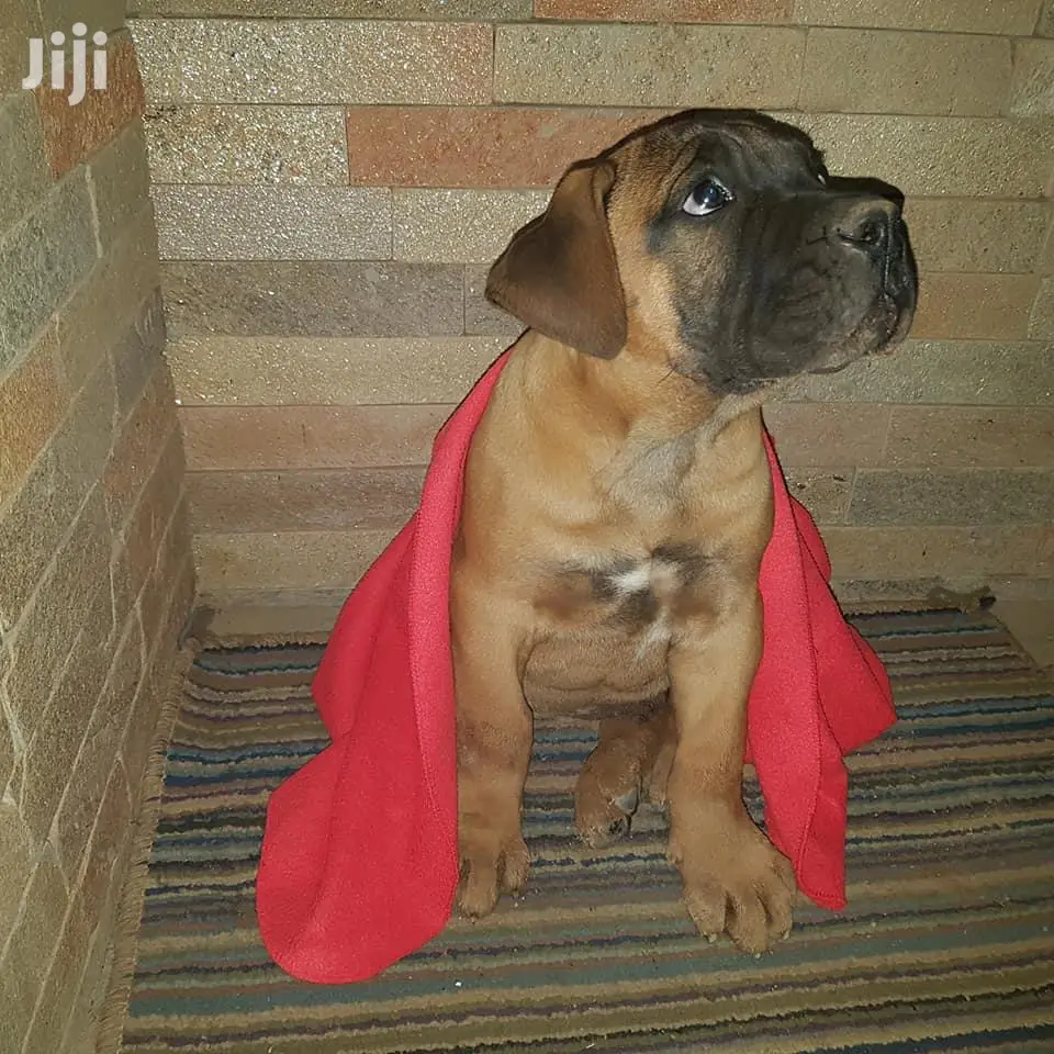 1-3 month Female Purebred Boerboel