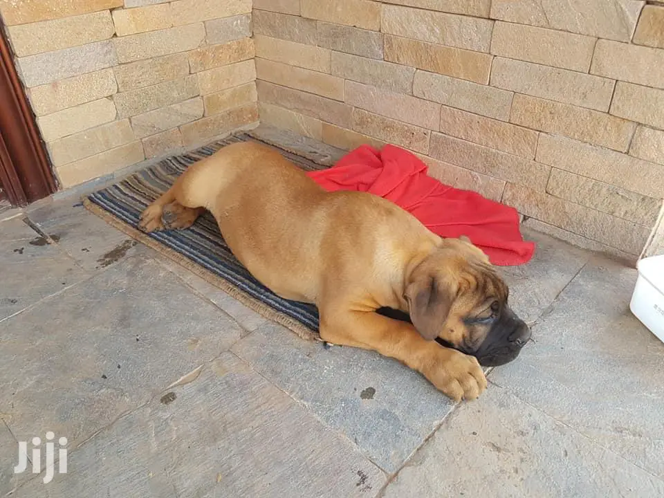1-3 month Female Purebred Boerboel