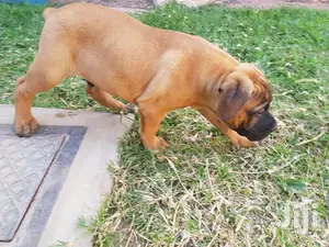 1-3 month Female Purebred Boerboel