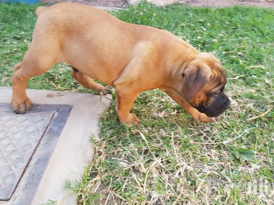 1-3 month Female Purebred Boerboel