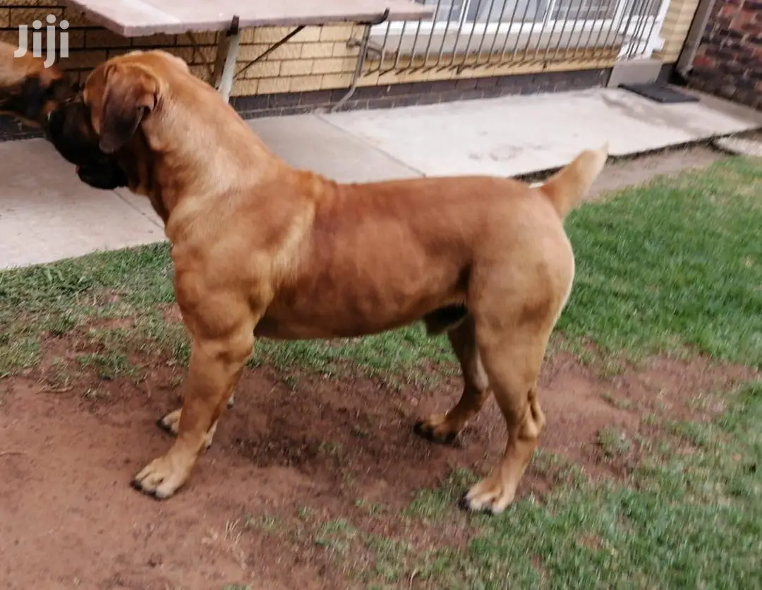1+ year Male Purebred Boerboel
