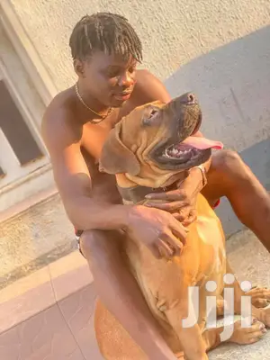 1+ year Male Purebred Boerboel