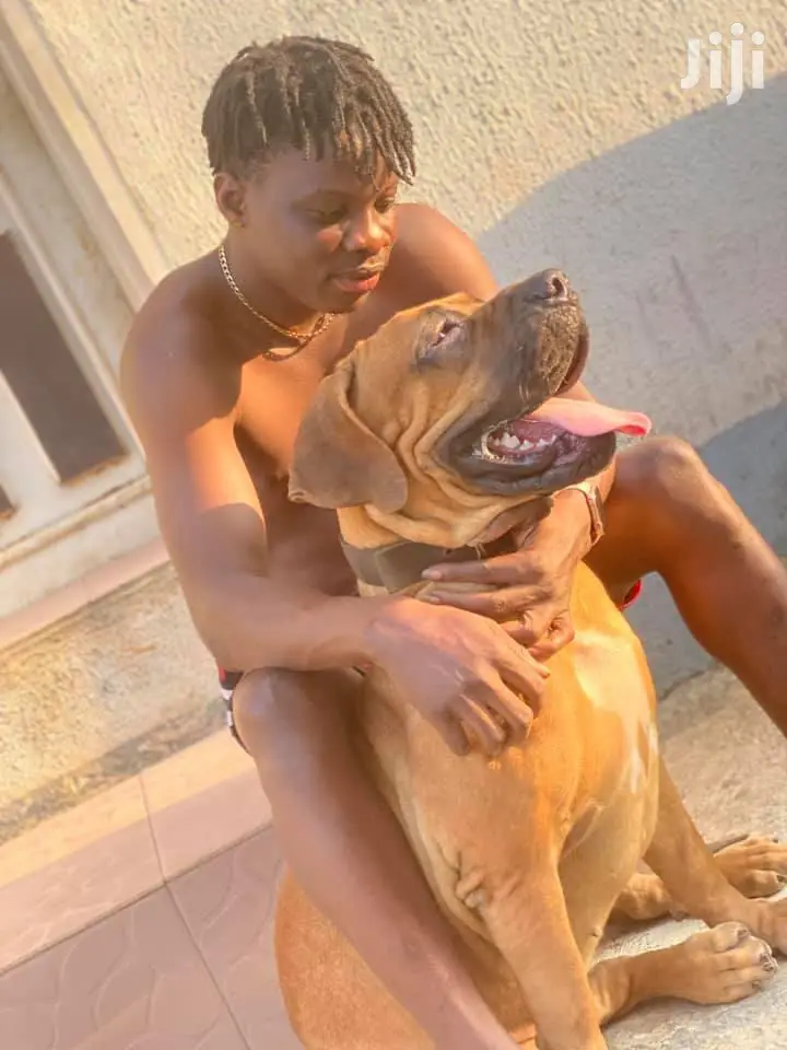 1+ year Male Purebred Boerboel