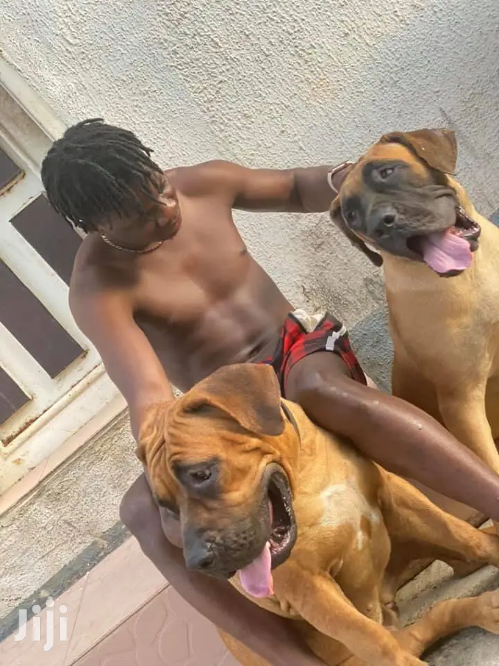 1+ year Male Purebred Boerboel