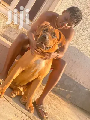 1+ year Male Purebred Boerboel