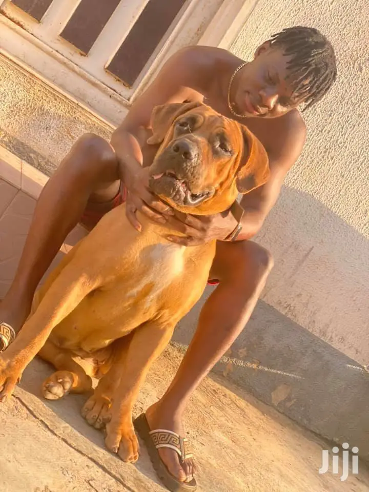 1+ year Male Purebred Boerboel
