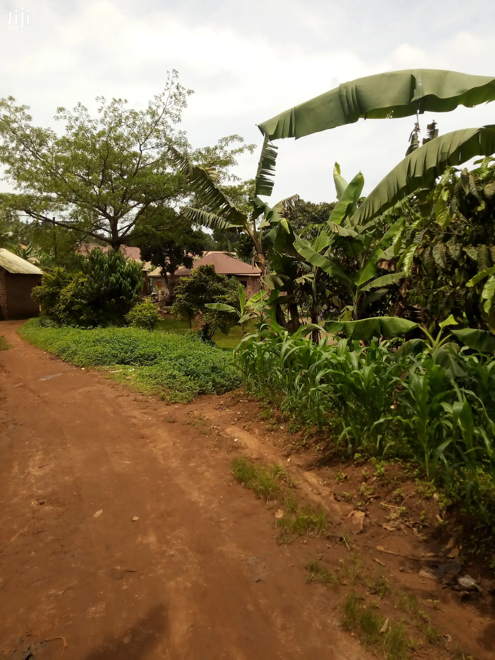 Plot 50x50ft In Lukwaga Town Setema Road For Sale