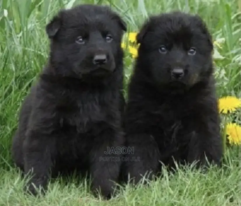 1-3 Month Female Purebred German Shepherd