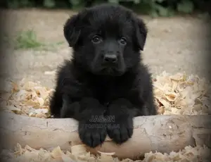 1-3 Month Female Purebred German Shepherd
