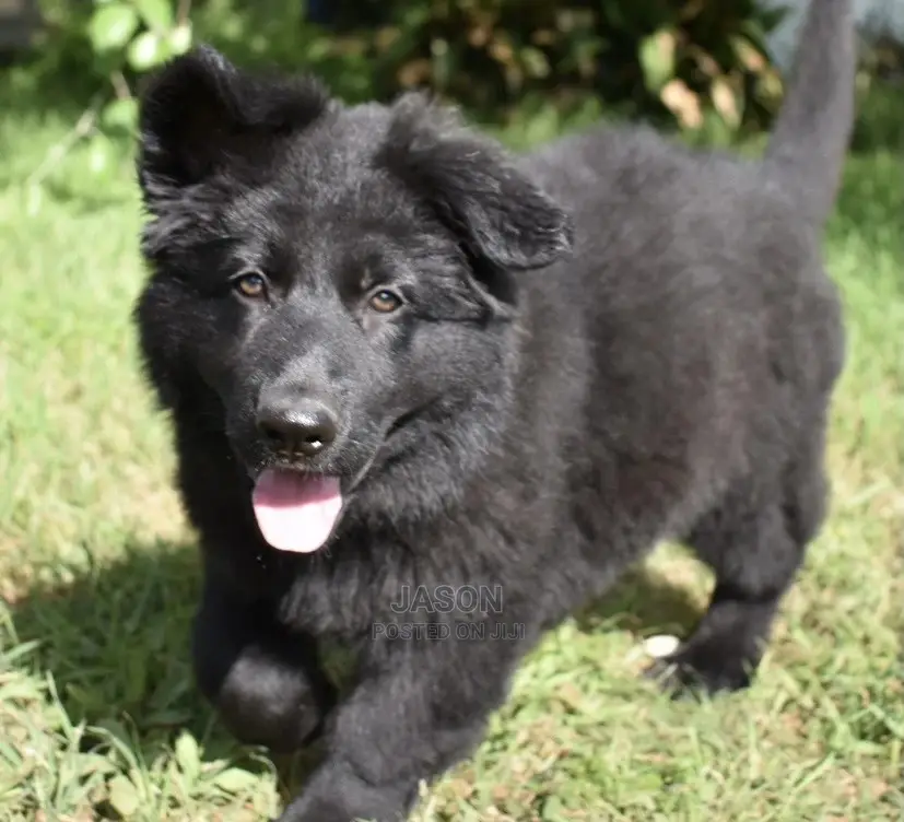 1-3 Month Female Purebred German Shepherd