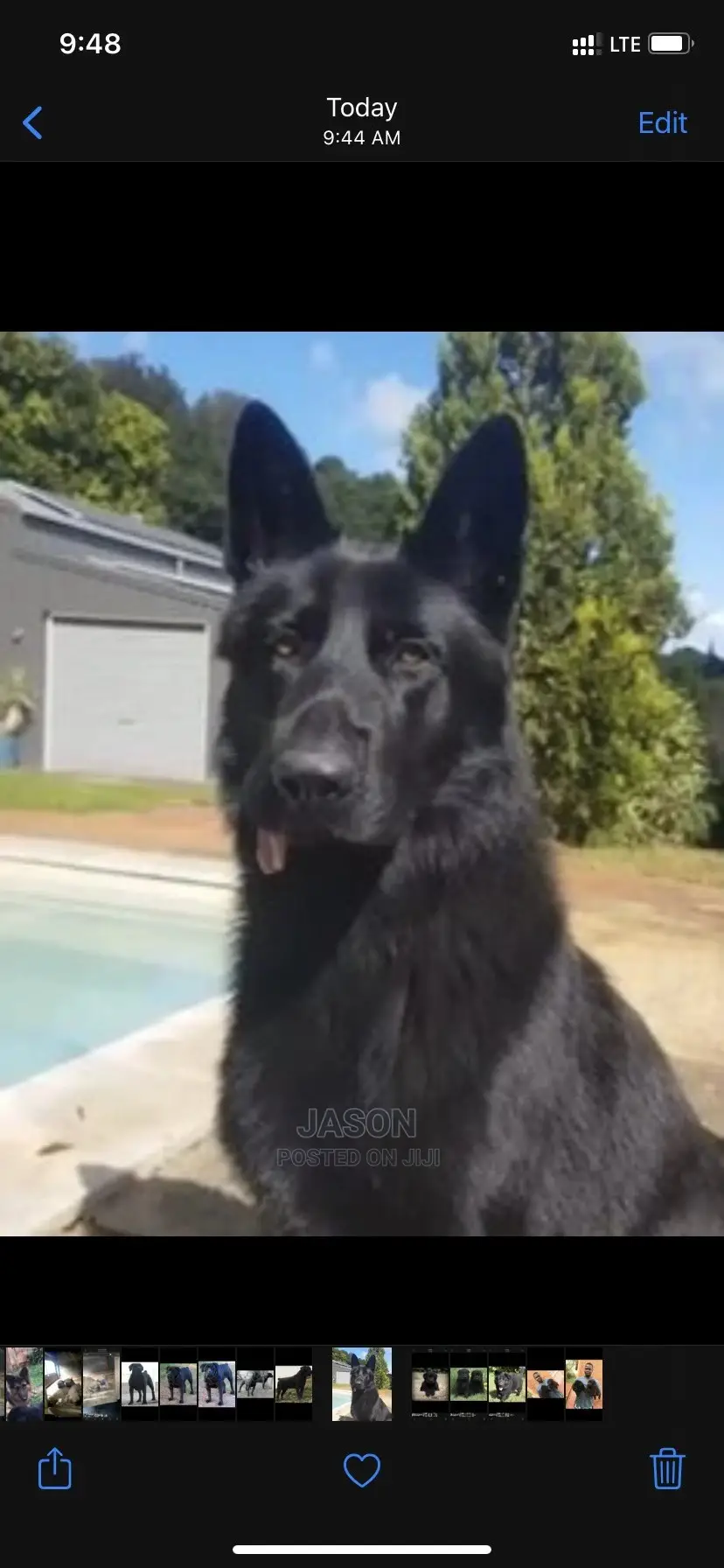 1-3 Month Female Purebred German Shepherd