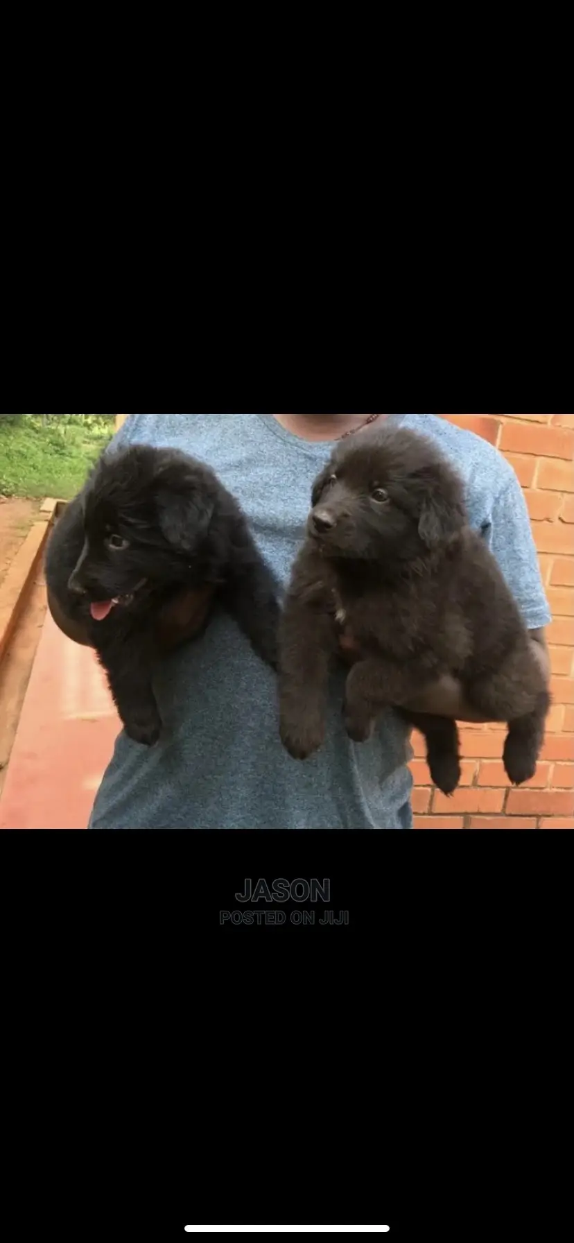 1-3 Month Female Purebred German Shepherd