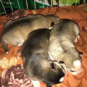 Dog
