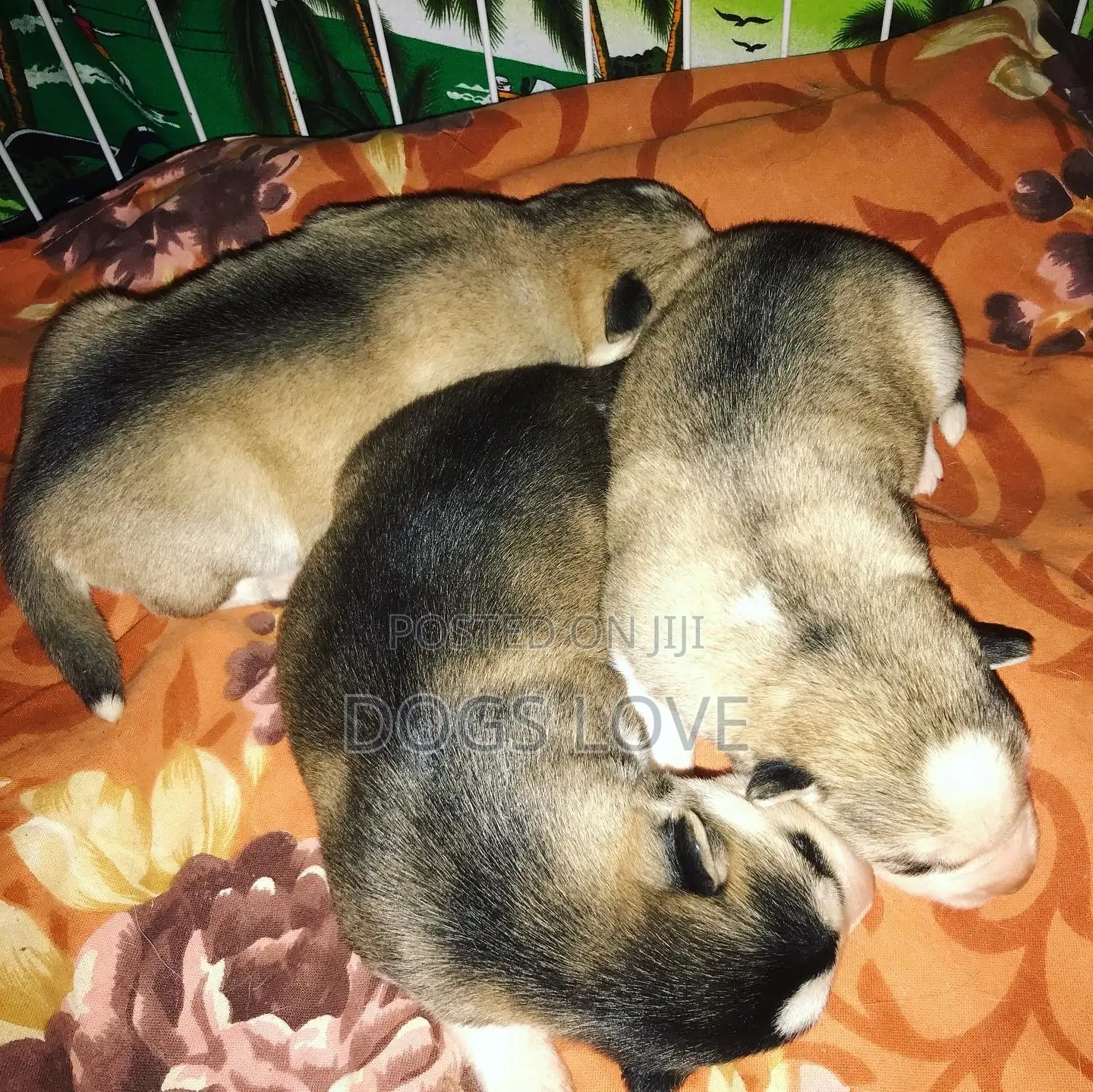 Dog