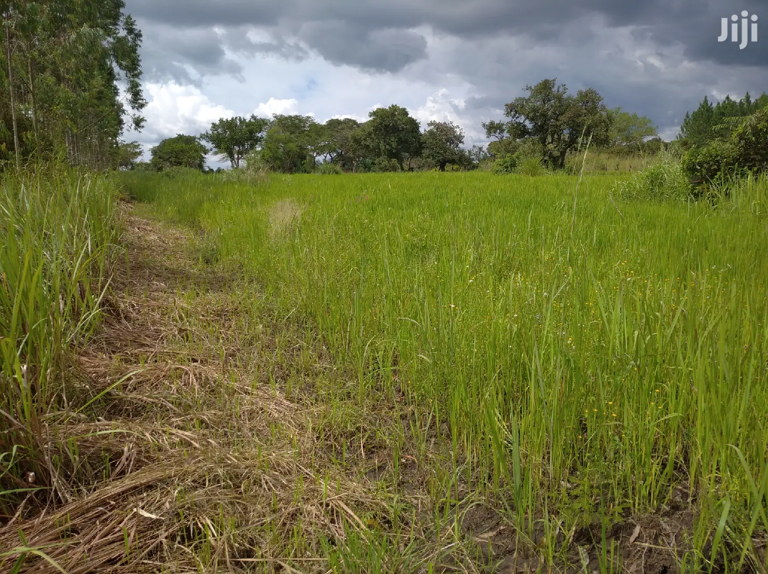 Farmland for Sale/Rent in Northern Uganda