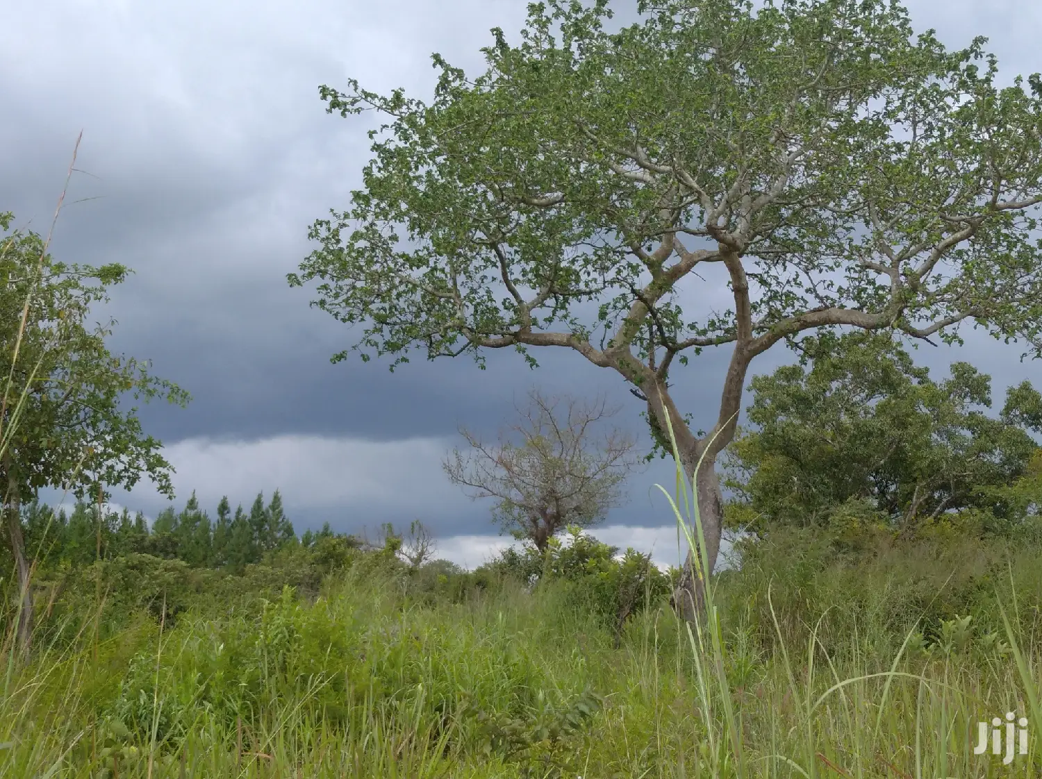 Farmland for Sale/Rent in Northern Uganda