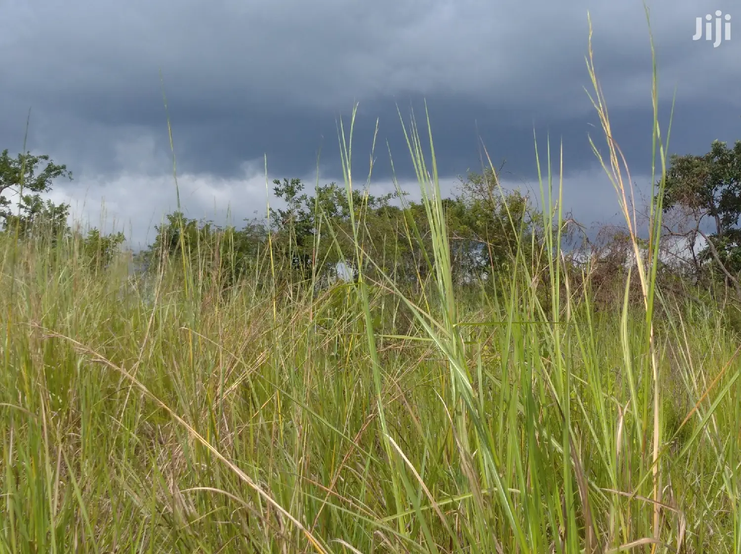 Farmland for Sale/Rent in Northern Uganda