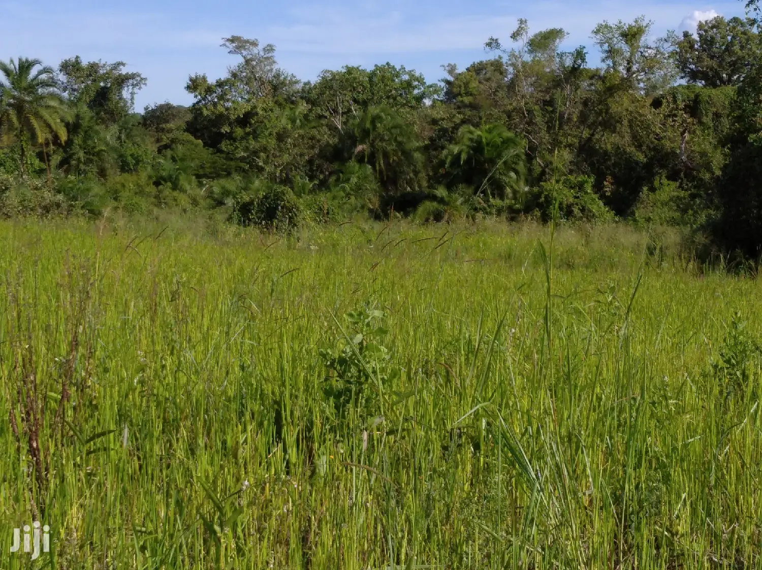 Farmland for Sale/Rent in Northern Uganda