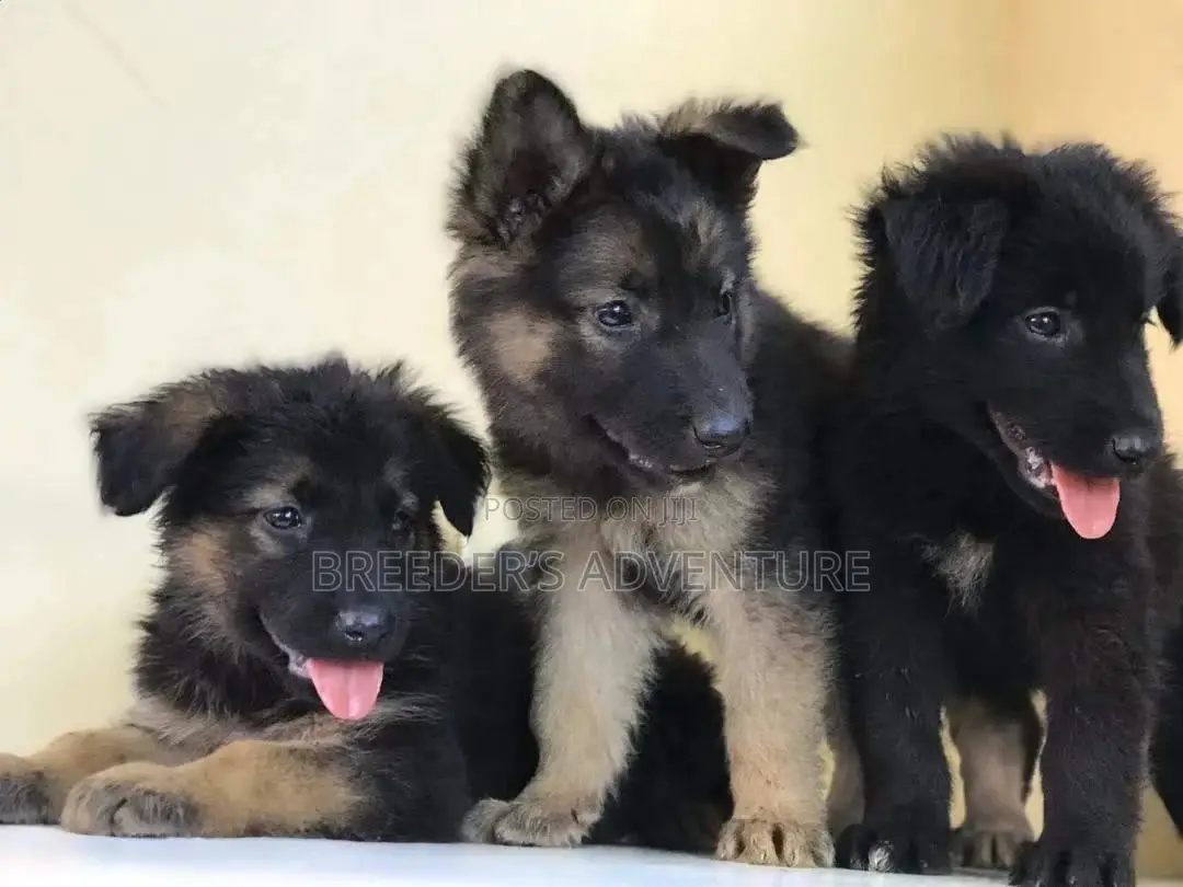 1-3 Month Female Purebred German Shepherd