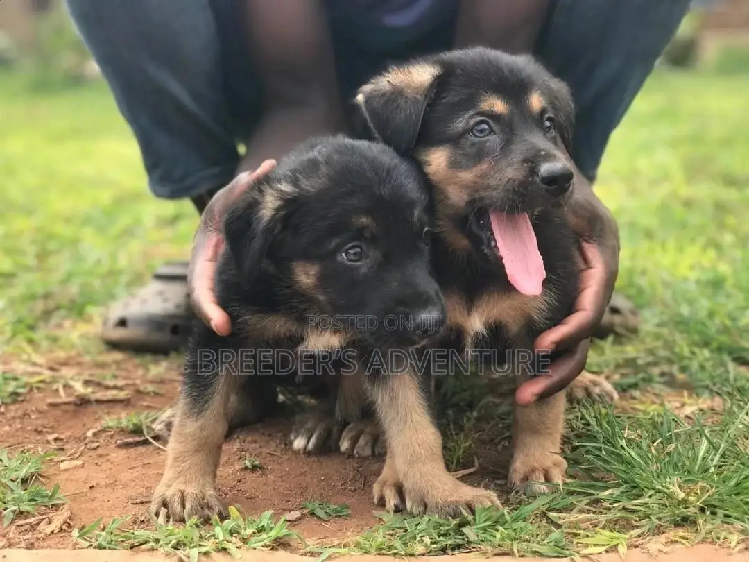 1-3 Month Female Purebred German Shepherd