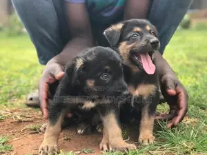 1-3 Month Female Purebred German Shepherd