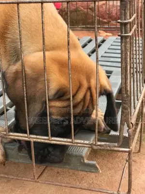 1-3 Month Male Purebred Boerboel