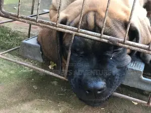 1-3 Month Male Purebred Boerboel