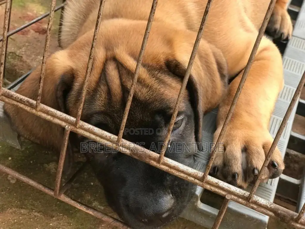 1-3 Month Male Purebred Boerboel