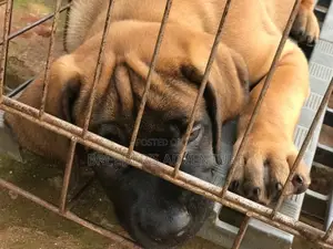 1-3 Month Male Purebred Boerboel